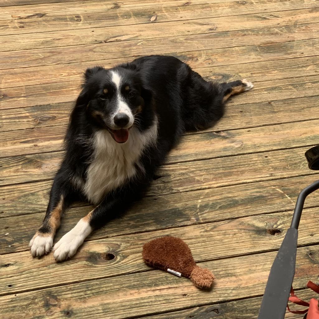 Sandy, Adoptable, Senior Female Australian Shepherd.