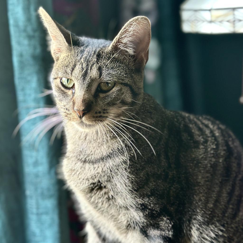 Miss Moppet, a Adoptable Domestic Short Hair in St. Peters, MO image 1/6