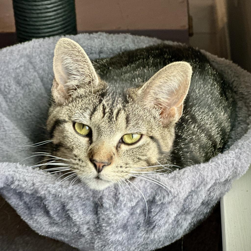 Miss Moppet, a Adoptable Domestic Short Hair in St. Peters, MO image 2/6