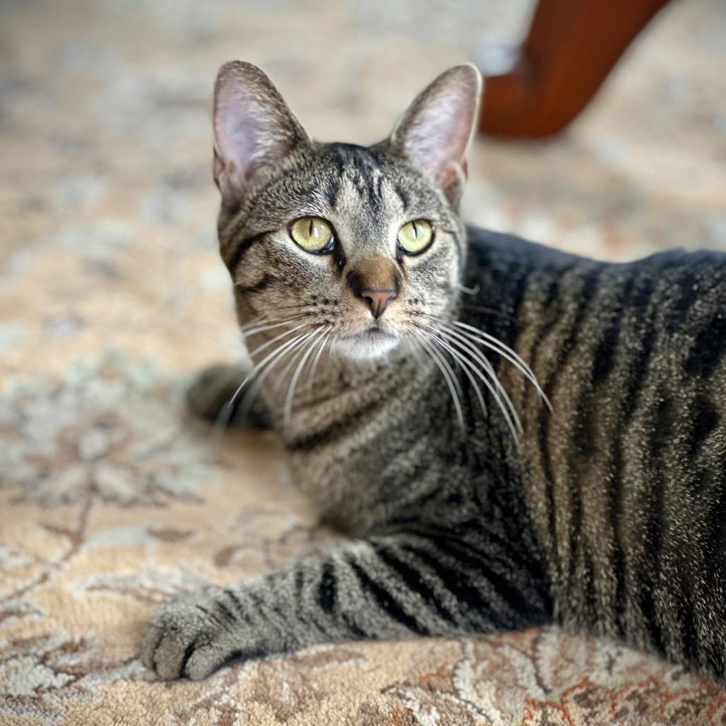 Miss Moppet, a Adoptable Domestic Short Hair in St. Peters, MO image 3/6