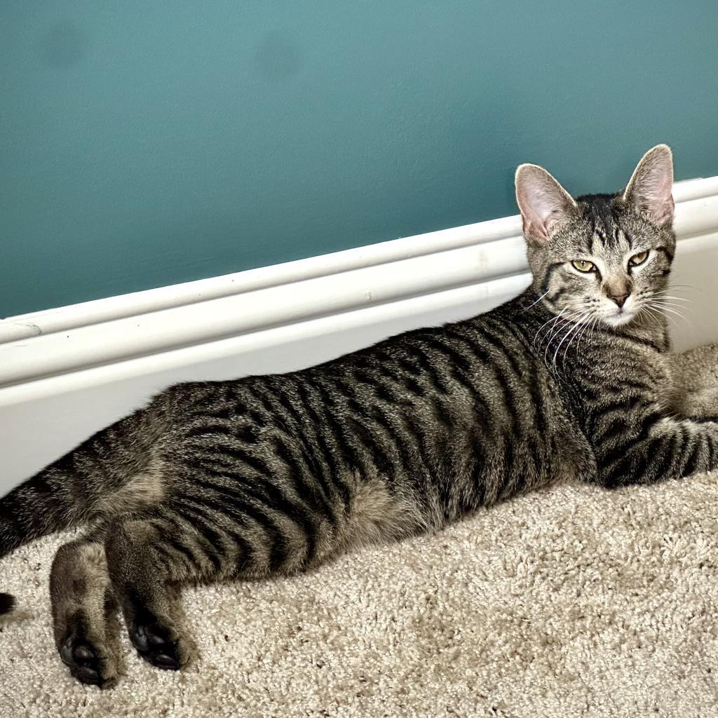 Miss Moppet, a Adoptable Domestic Short Hair in St. Peters, MO image 4/6