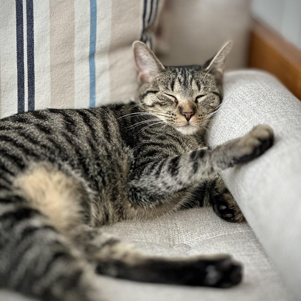 Enlarge Miss Moppet, a Adoptable Domestic Short Hair in St. Peters, MO image 3/6