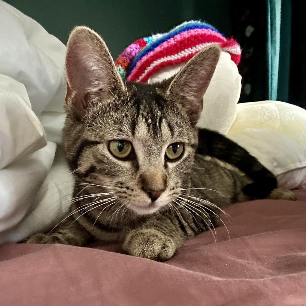 Miss Moppet, a Adoptable Domestic Short Hair in St. Peters, MO image 5/6