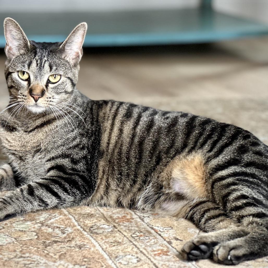 Enlarge Miss Moppet, a Adoptable Domestic Short Hair in St. Peters, MO image 5/6