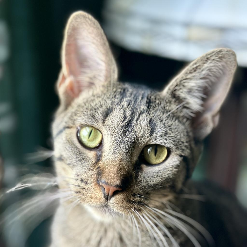 Miss Moppet, a Adoptable Domestic Short Hair in St. Peters, MO image 6/6