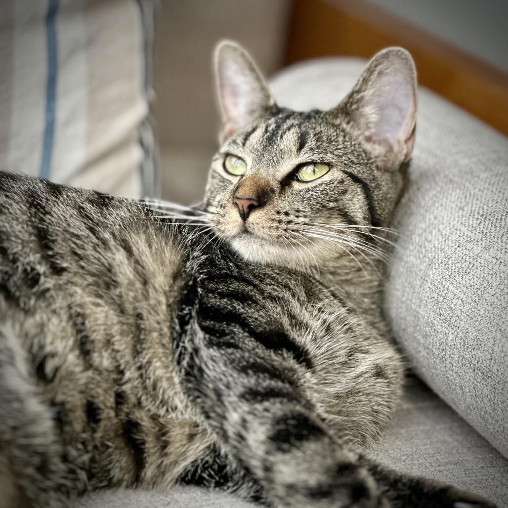 Enlarge Miss Moppet, a Adoptable Domestic Short Hair in St. Peters, MO image 5/6