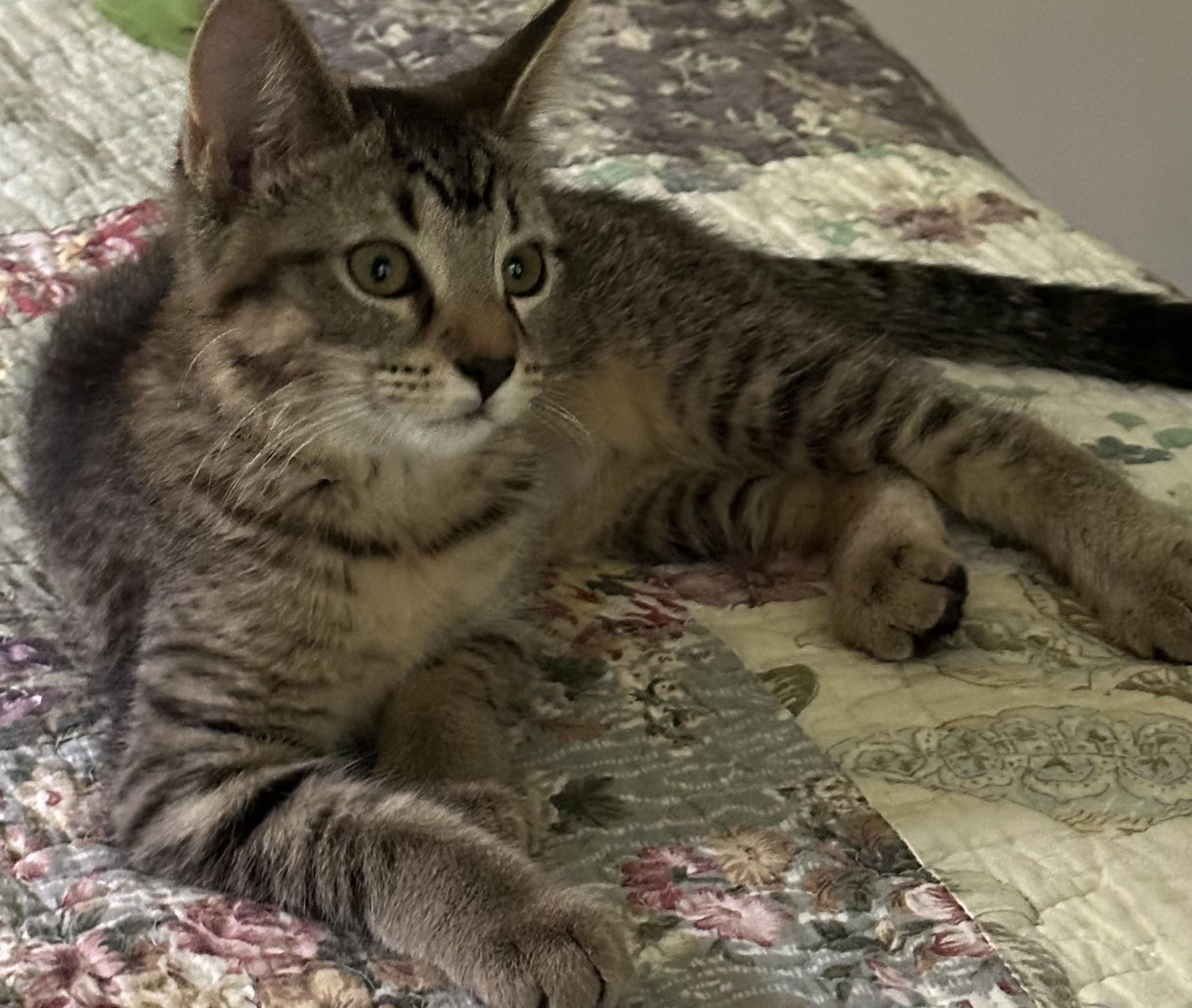 Enlarge Snap, a Adoptable Domestic Short Hair in Mineral Point, WI image 2/6