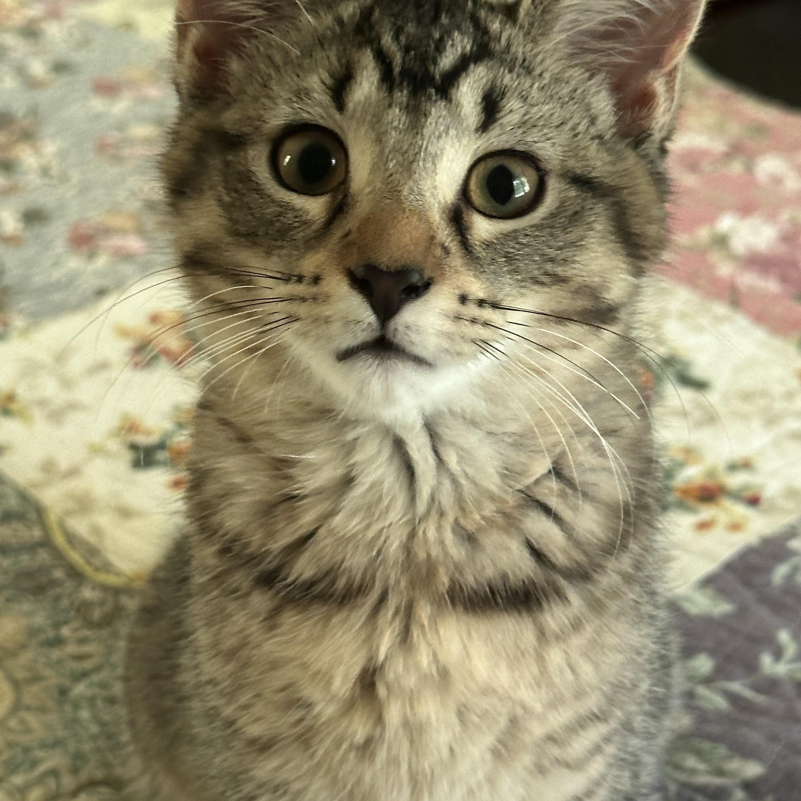 Enlarge Snap, a Adoptable Domestic Short Hair in Mineral Point, WI image 4/6