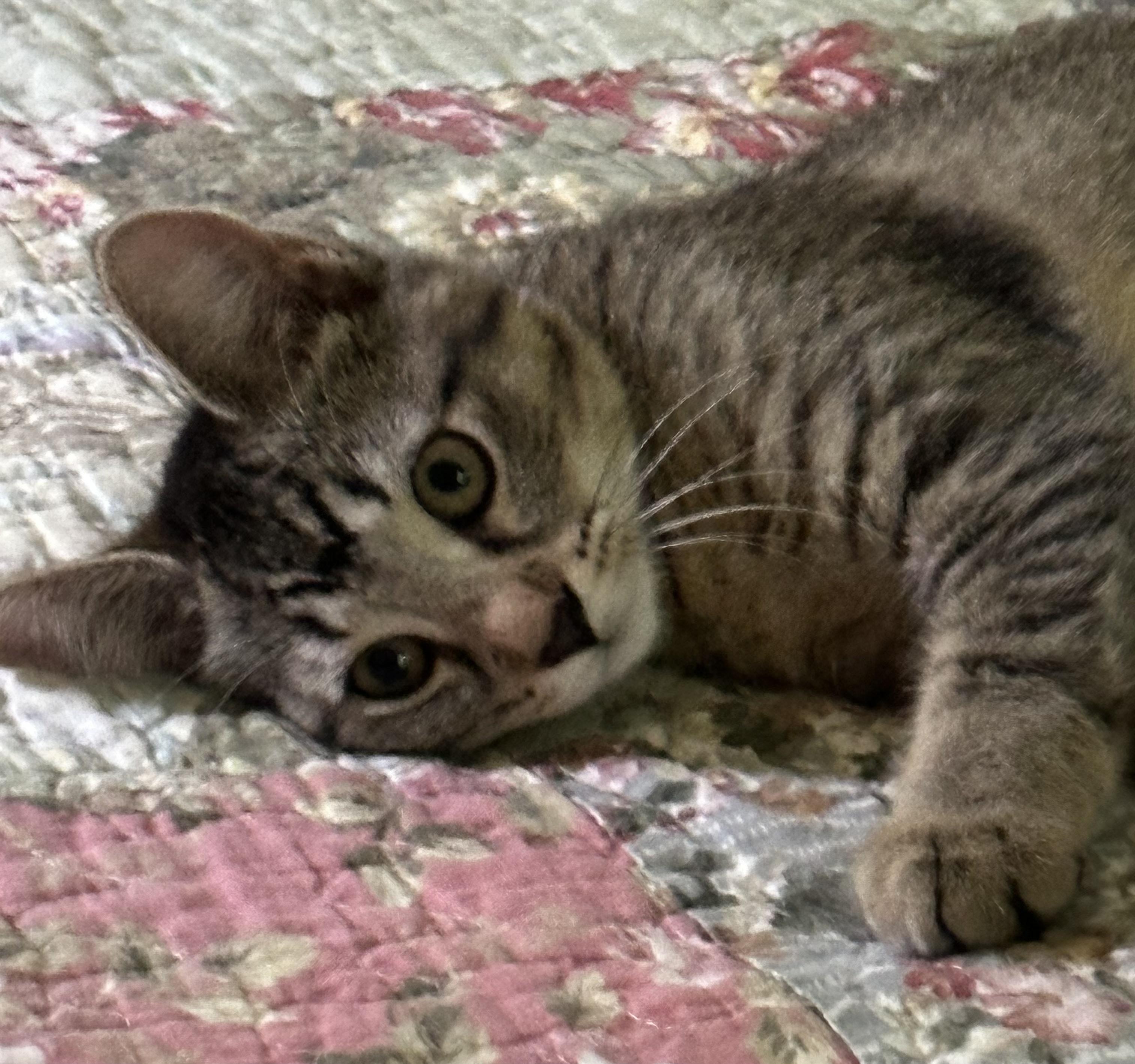 Enlarge Snap, a Adoptable Domestic Short Hair in Mineral Point, WI image 5/6