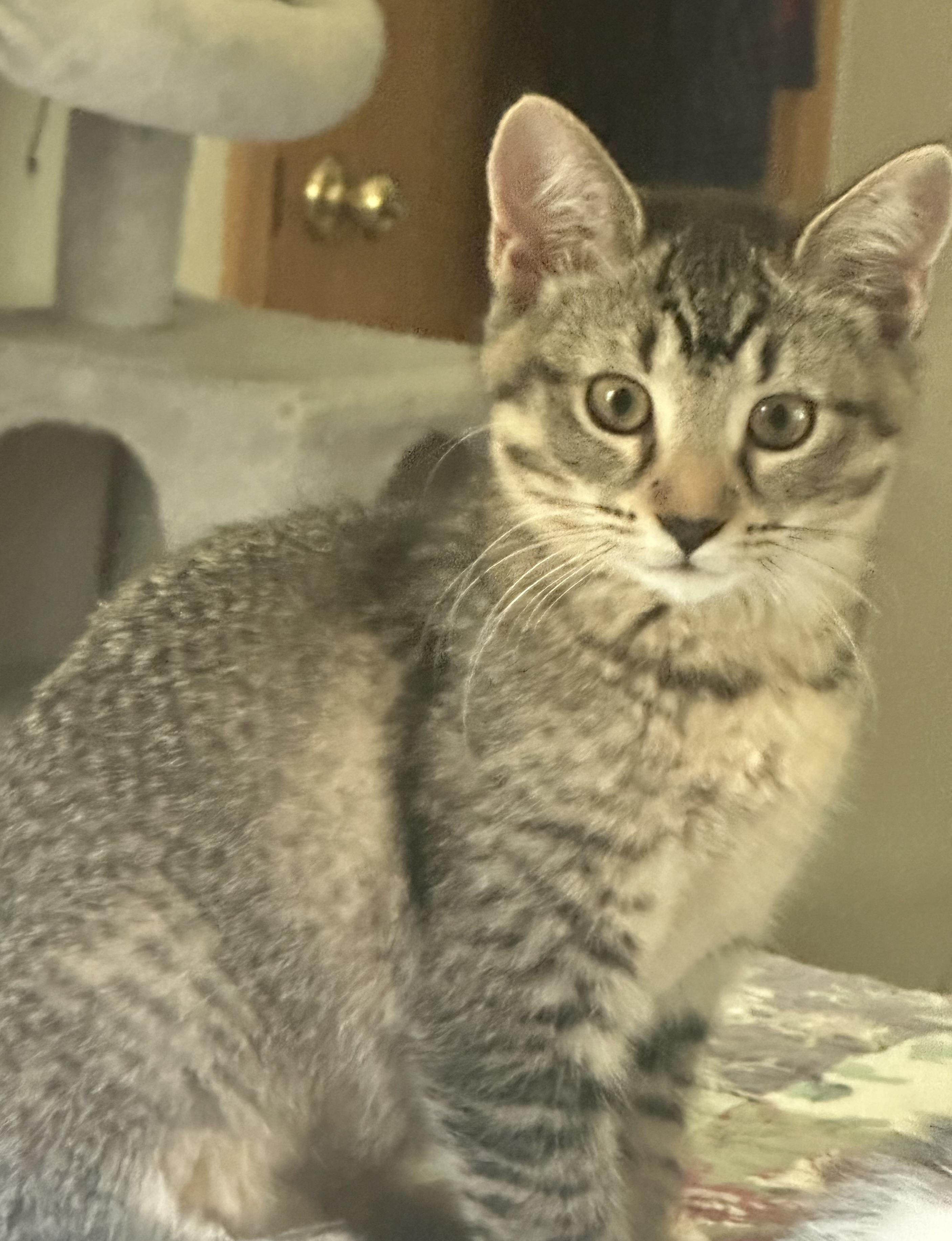 Enlarge Snap, a Adoptable Domestic Short Hair in Mineral Point, WI image 3/6