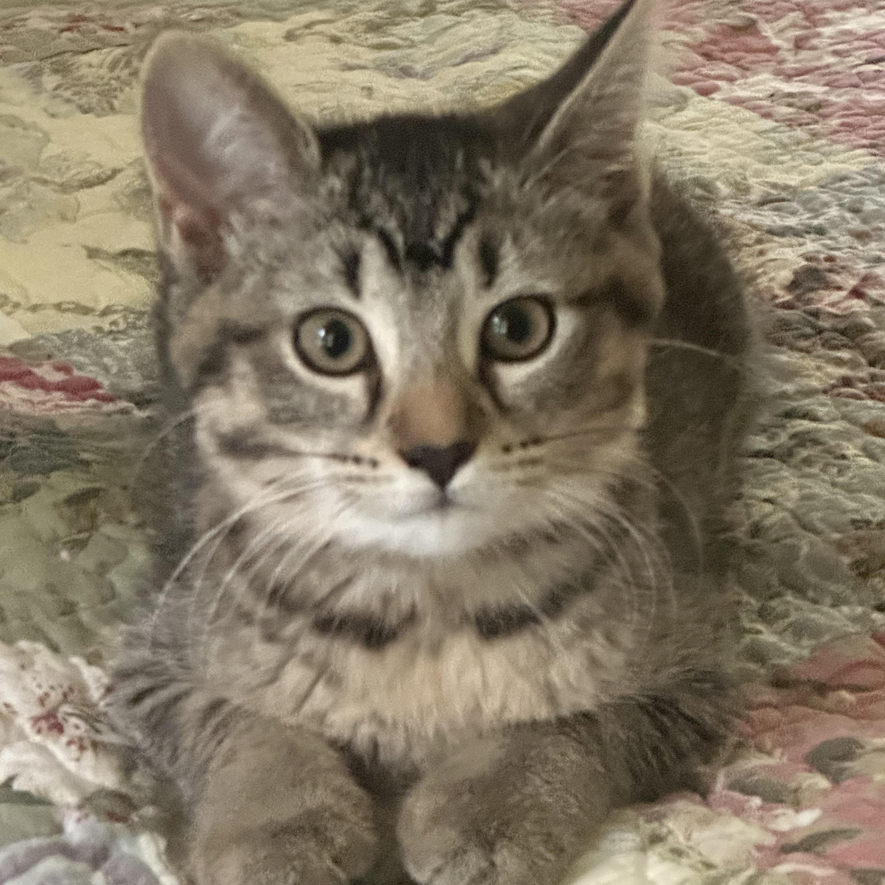 Snap, Adoptable, Kitten Female Domestic Short Hair.