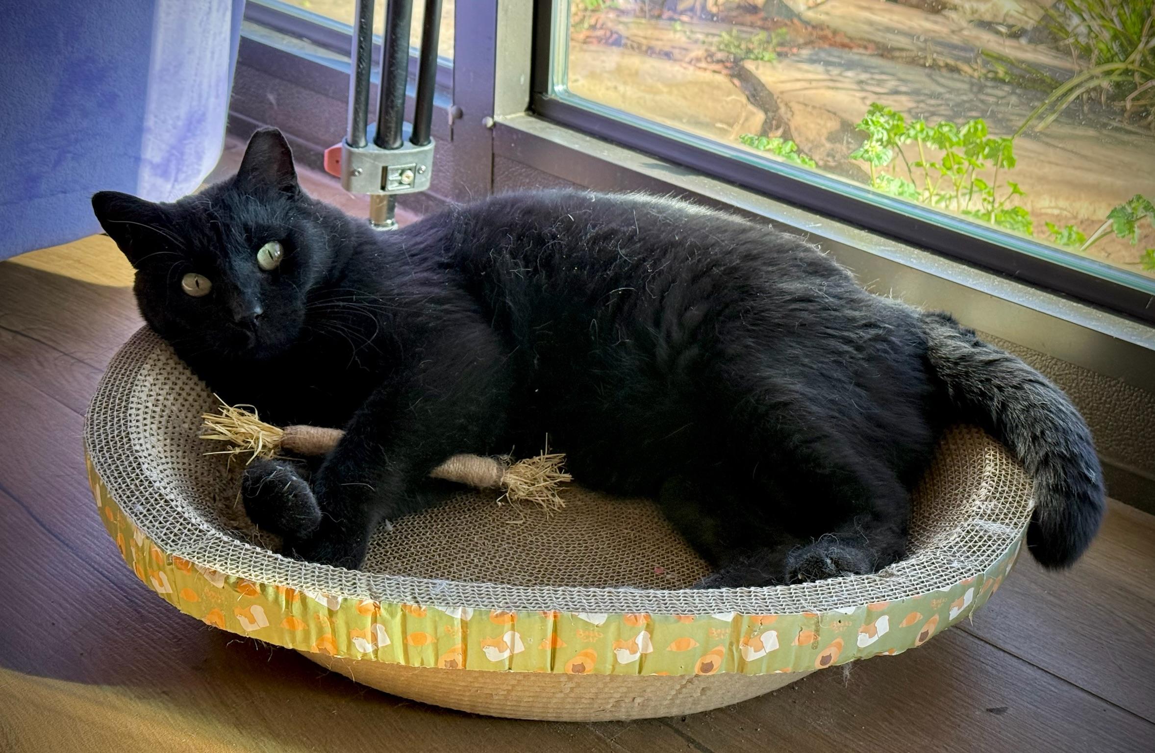 MauMau, Adult Male Domestic Short Hair