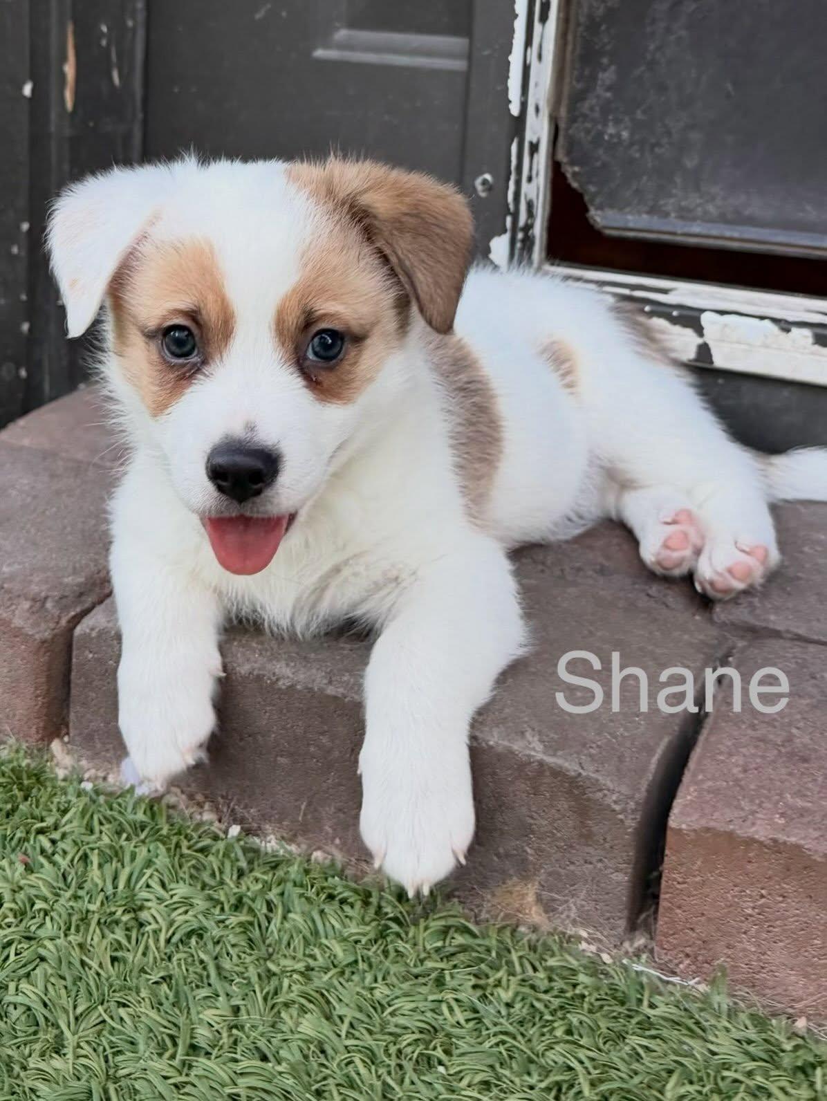 Shane, Adoptable, Puppy Male Jack Russell Terrier & Australian Shepherd.