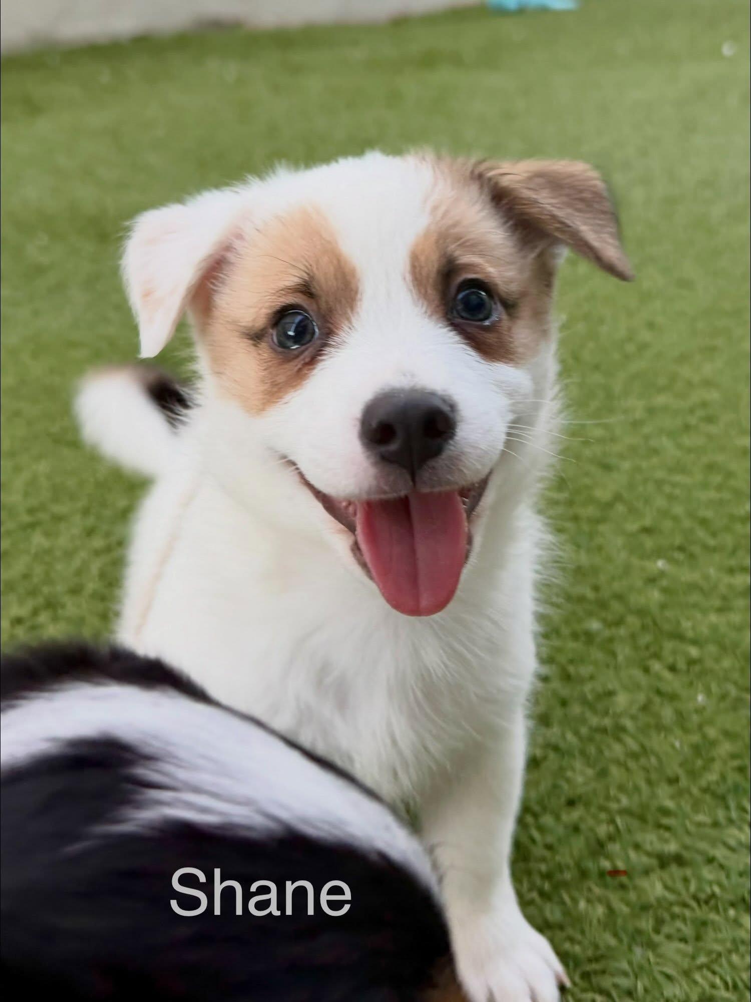 Enlarge Shane, a Adoptable mixed breed in Phoenix, AZ image 2/2