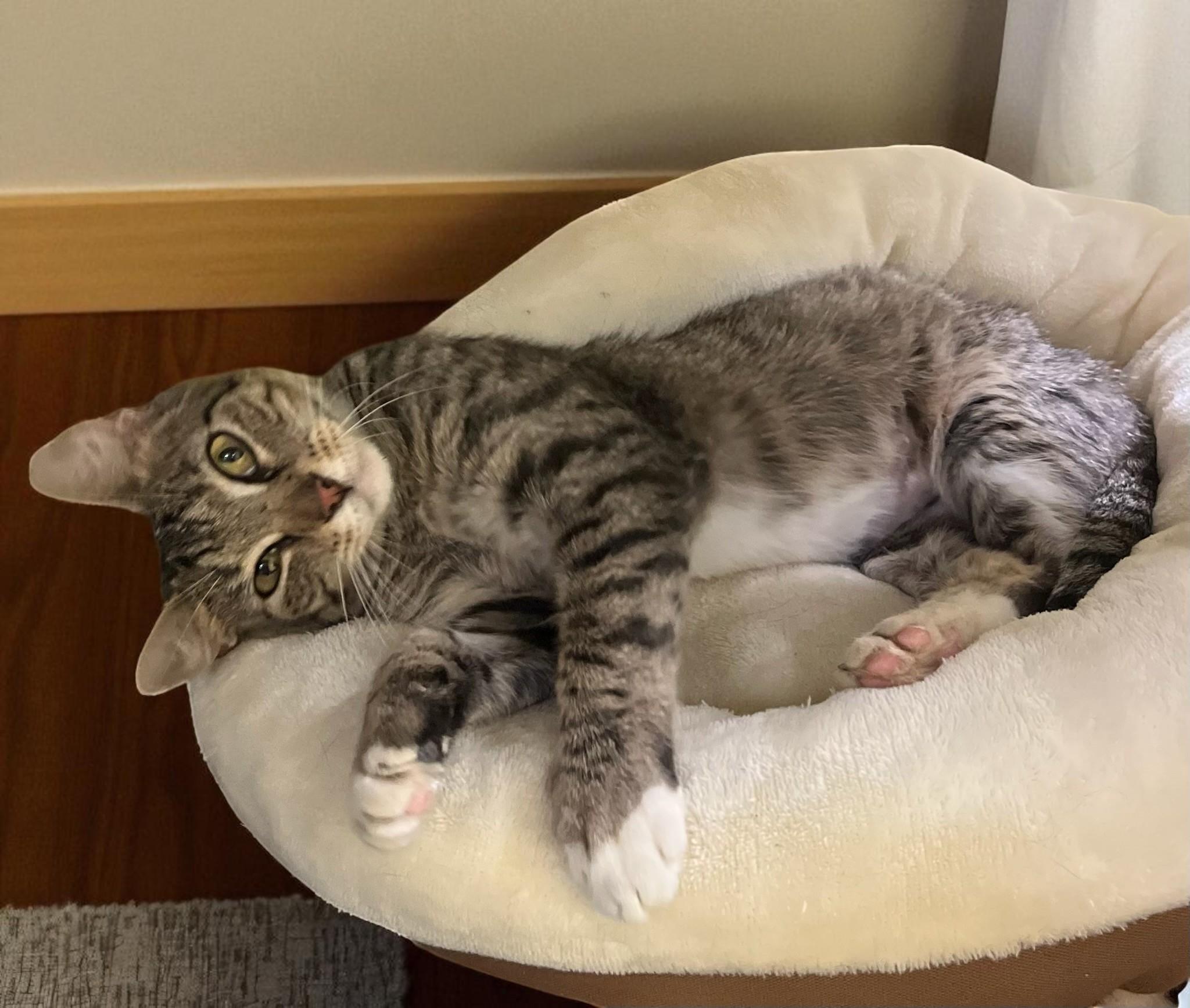 Libby, Young Female Tabby