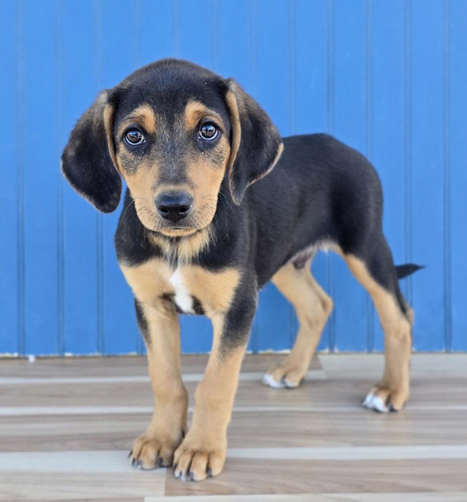 Hans, Adoptable, Puppy Male Hound & Australian Shepherd.