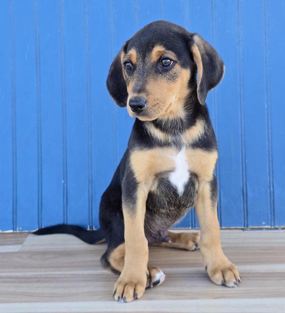 Enlarge Hans, a Adopted mixed breed in Sedalia, CO image 2/3