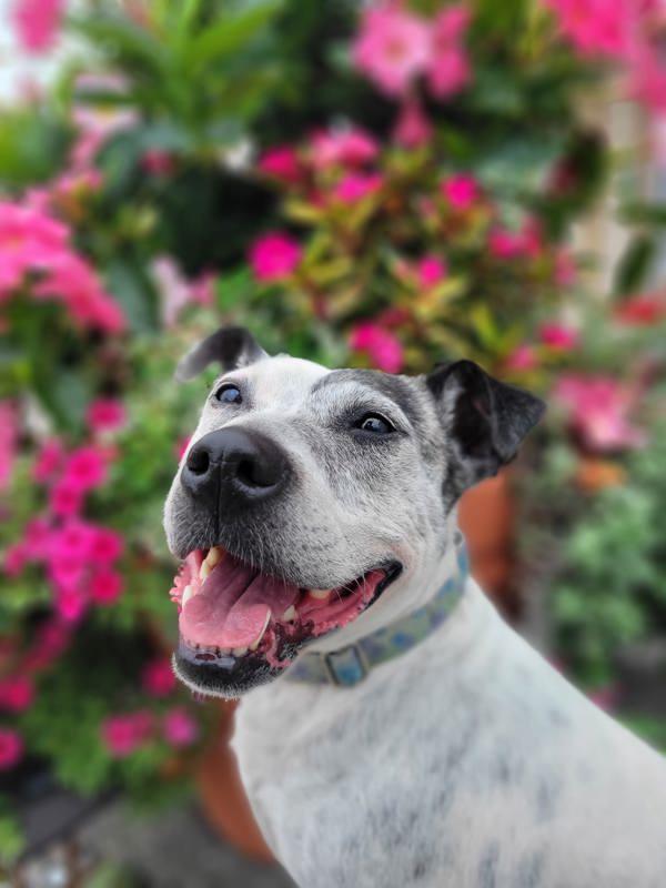 Enlarge Hilda, a Adoptable mixed breed in Oakland, NJ image 3/6