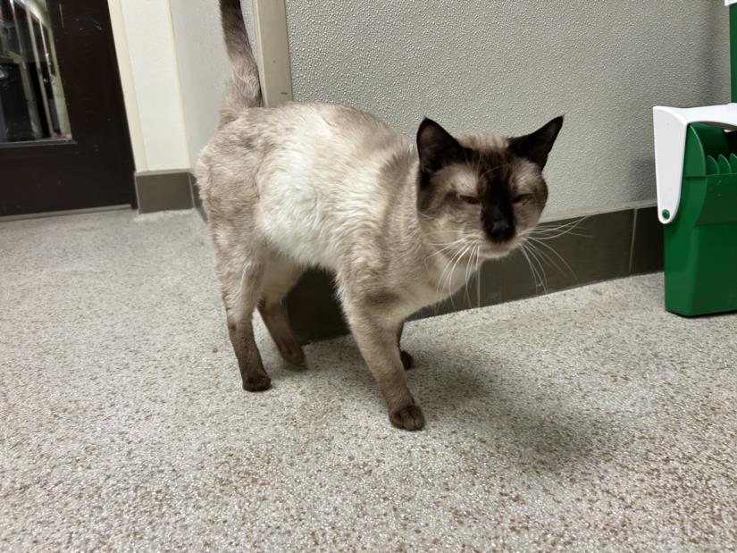 Enlarge PIGEON, a Adoptable Domestic Short Hair in Chapel Hill, NC image 1/1