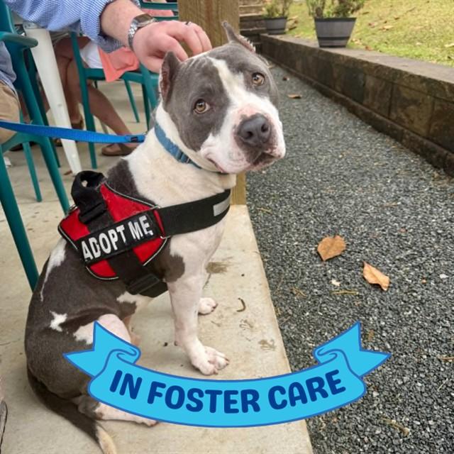 SNUPE, Adoptable, Adult Male American Staffordshire Terrier & Mixed Breed.