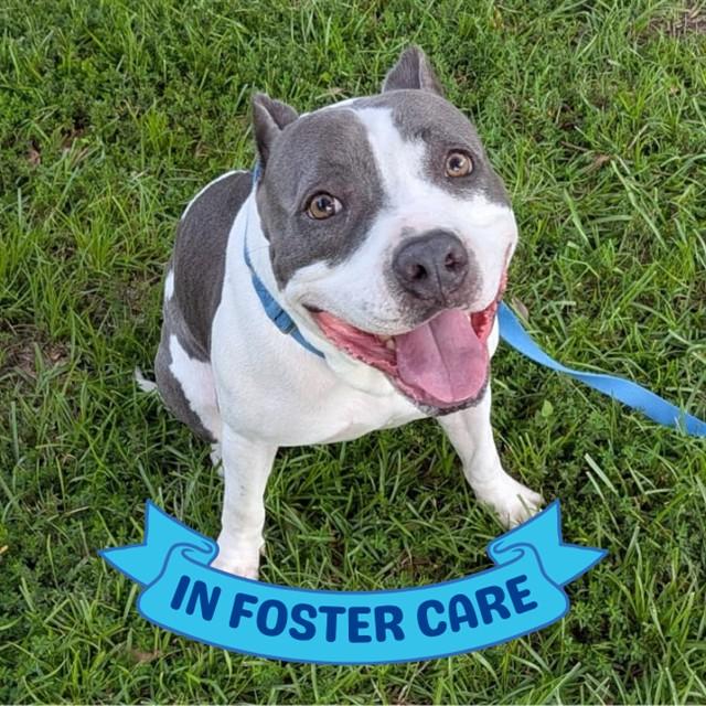 Enlarge SNUPE, a Adoptable mixed breed in Tallahassee, FL image 1/1