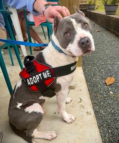 SNUPE, Adoptable, Adult Male American Staffordshire Terrier & Mixed Breed.