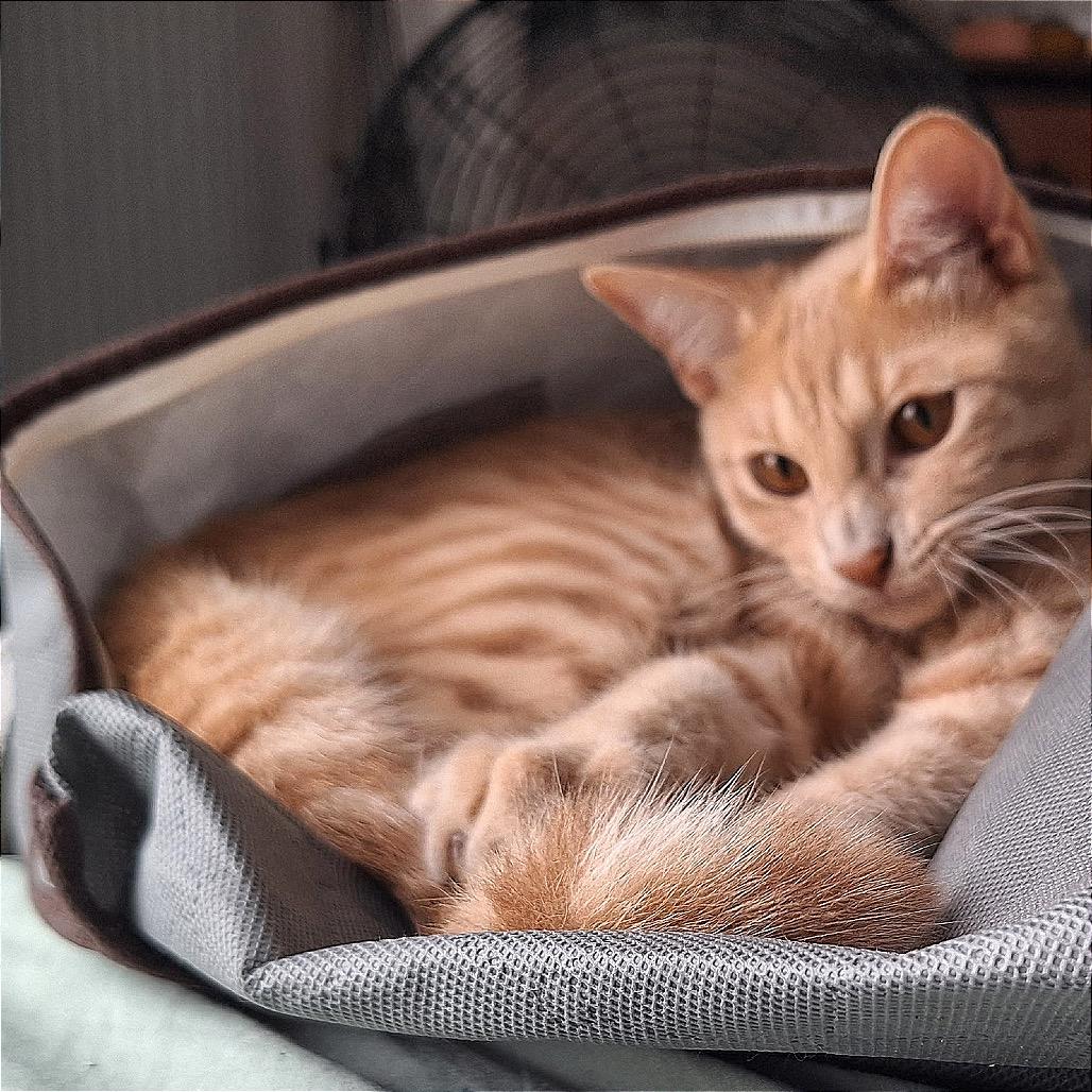 Enlarge That Friday Feeling, a Adoptable Domestic Short Hair in Boerne, TX image 1/6