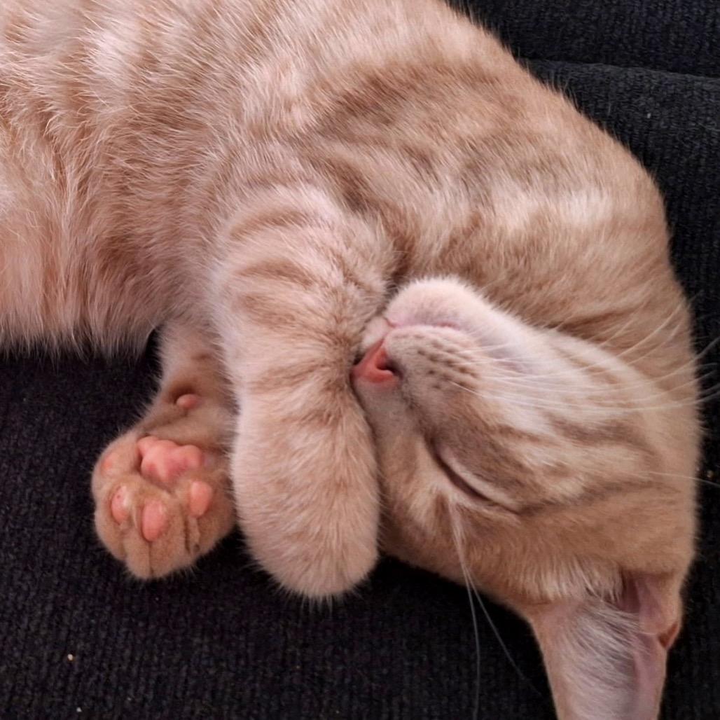 Enlarge That Friday Feeling, a Adoptable Domestic Short Hair in Boerne, TX image 2/6