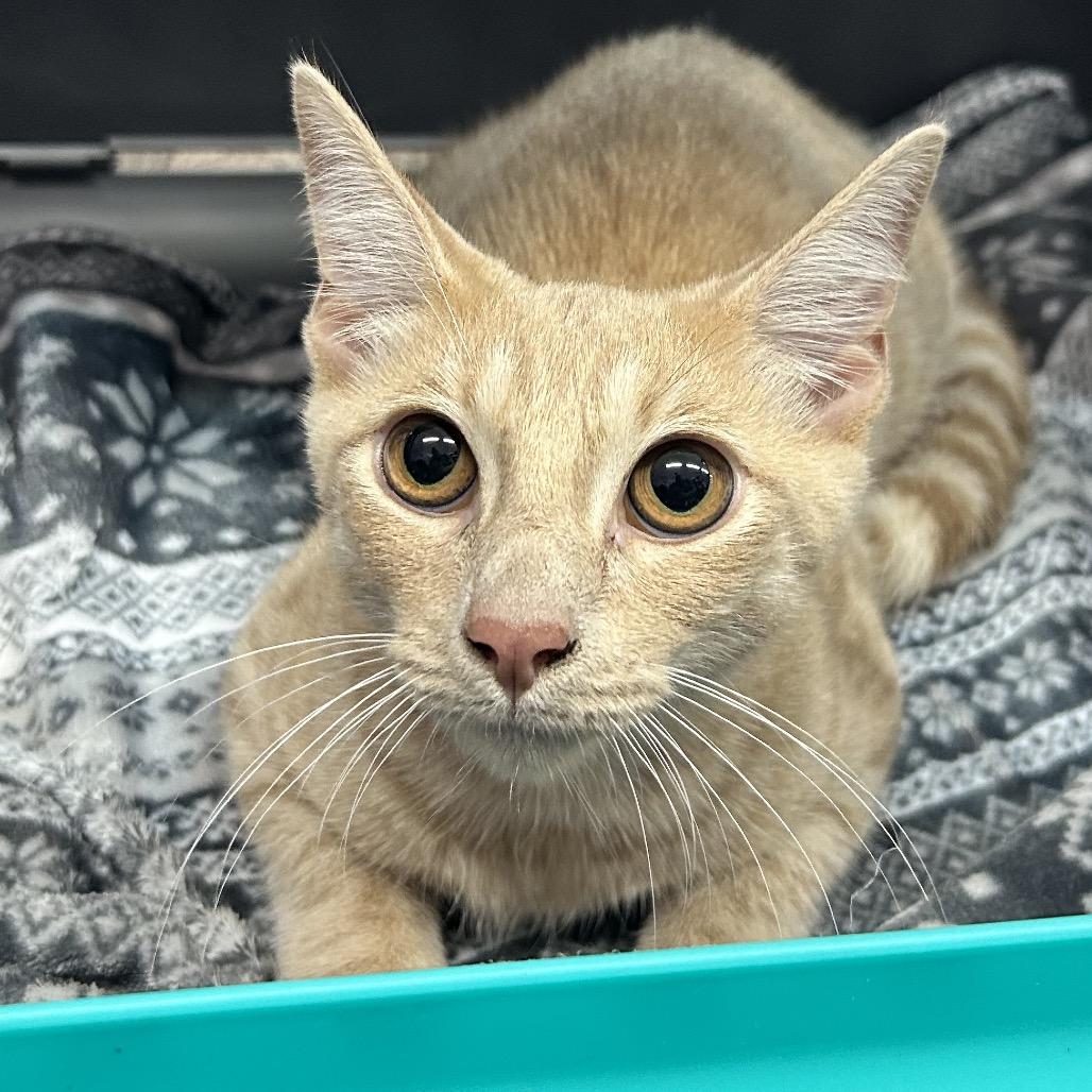 That Friday Feeling, a Adoptable Domestic Short Hair in Boerne, TX image 1/4
