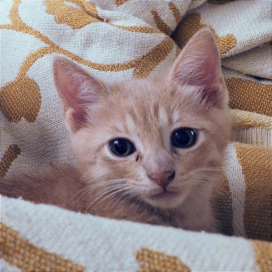 That Friday Feeling, Adoptable, Kitten Male Domestic Short Hair.