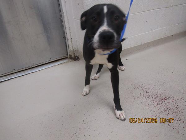 Elsie (58), Adoptable, Young Female Retriever.