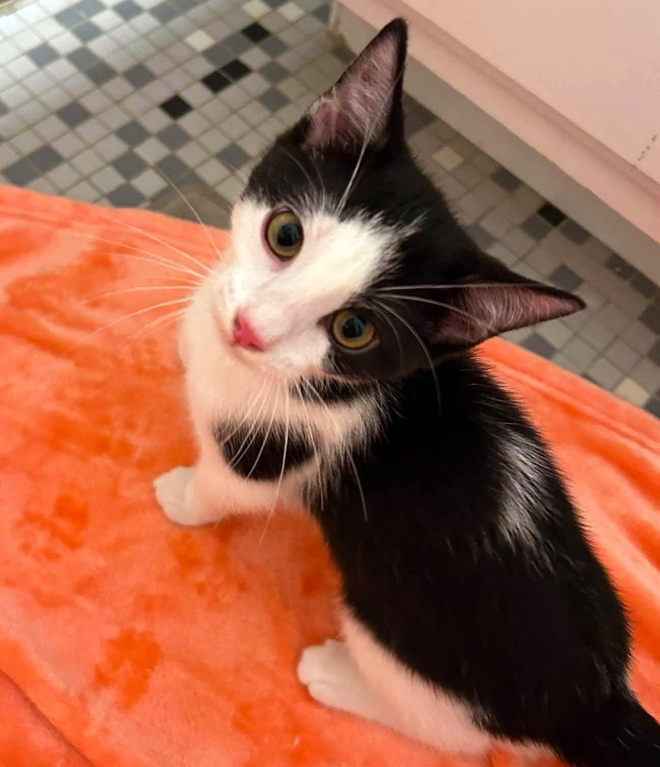 Renesmee, an adopted Domestic Short Hair in Pittsburgh, PA image 3/6