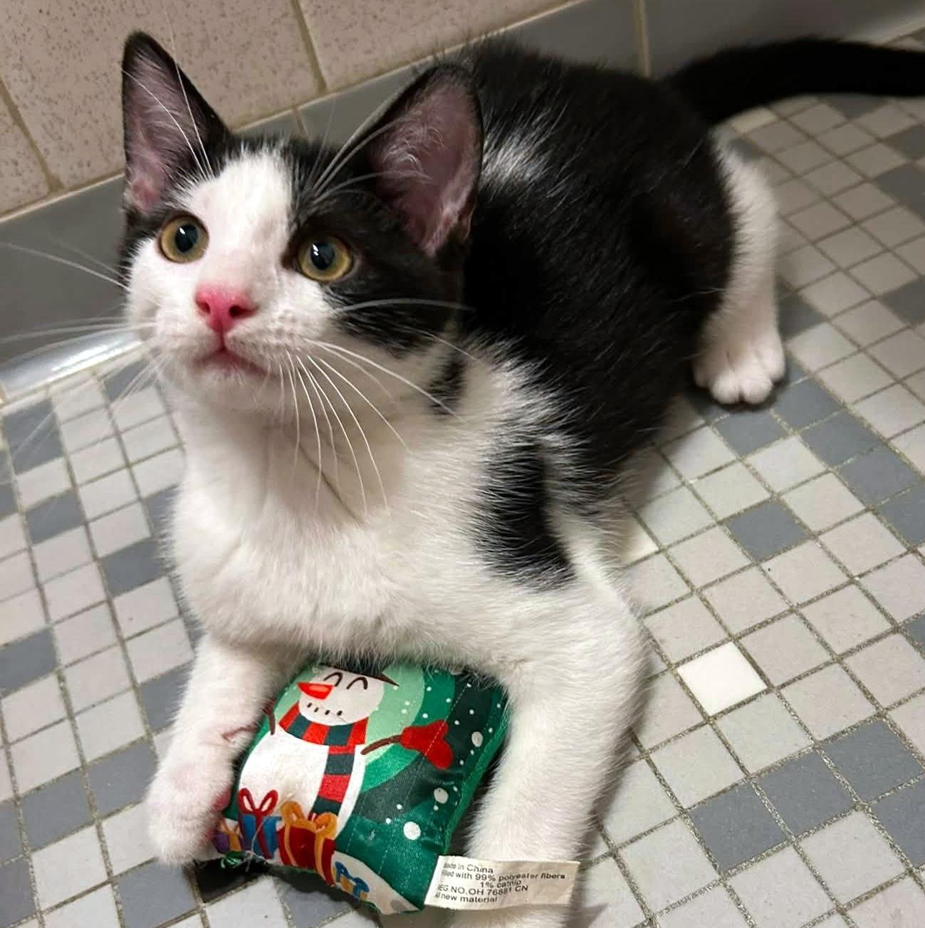 Renesmee, an adopted Domestic Short Hair in Pittsburgh, PA image 2/6