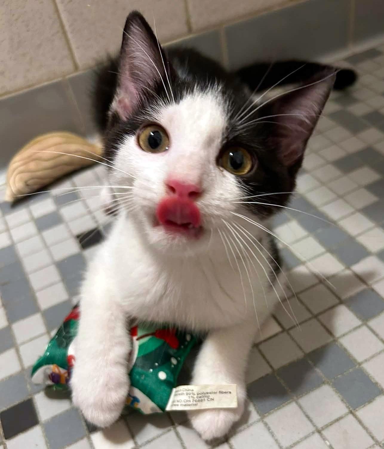 Renesmee, an adopted Domestic Short Hair in Pittsburgh, PA image 6/6