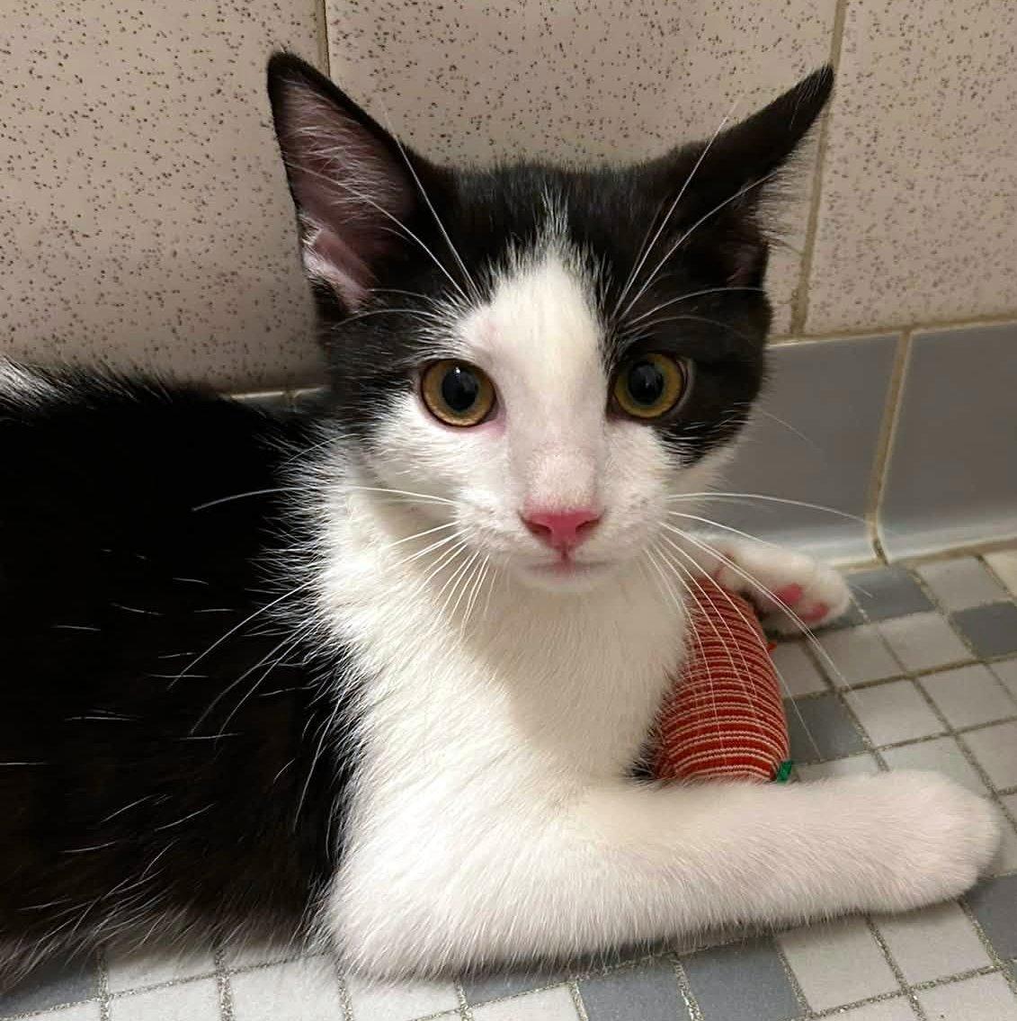 Renesmee, adopted, Kitten Female Domestic Short Hair.