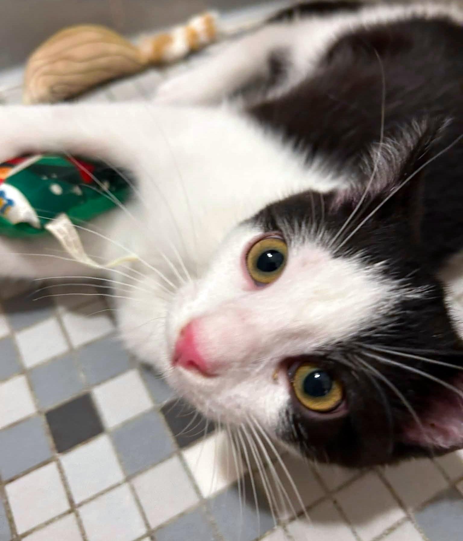 Renesmee, an adopted Domestic Short Hair in Pittsburgh, PA image 5/6