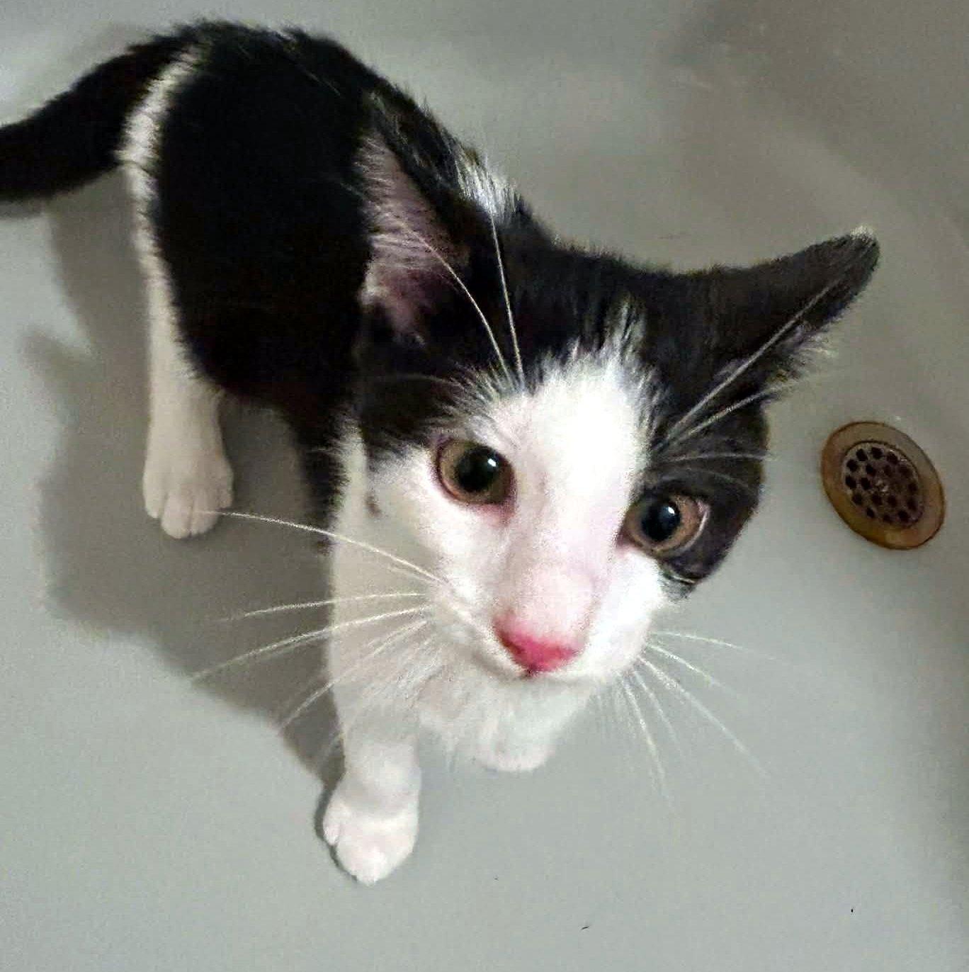 Renesmee, an adopted Domestic Short Hair in Pittsburgh, PA image 4/6
