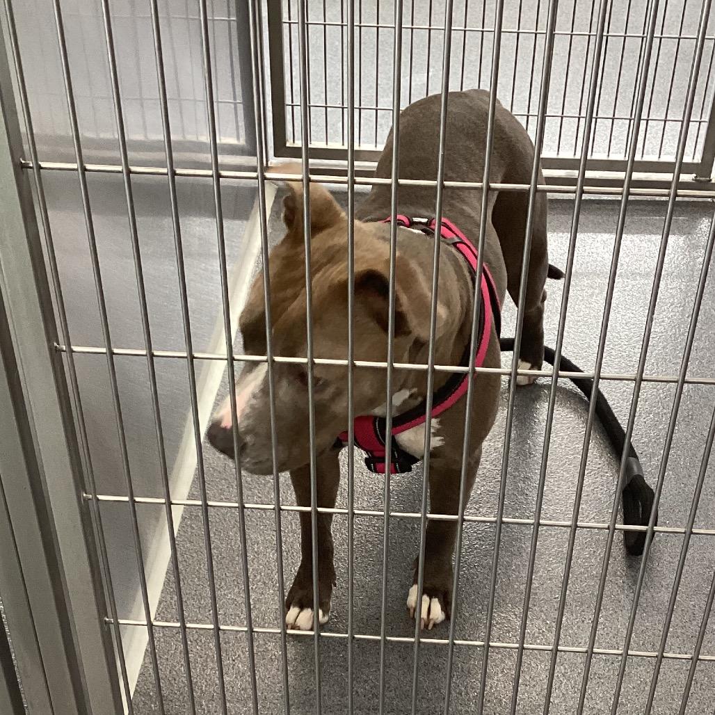 Bri, Adoptable, Adult Female Terrier.