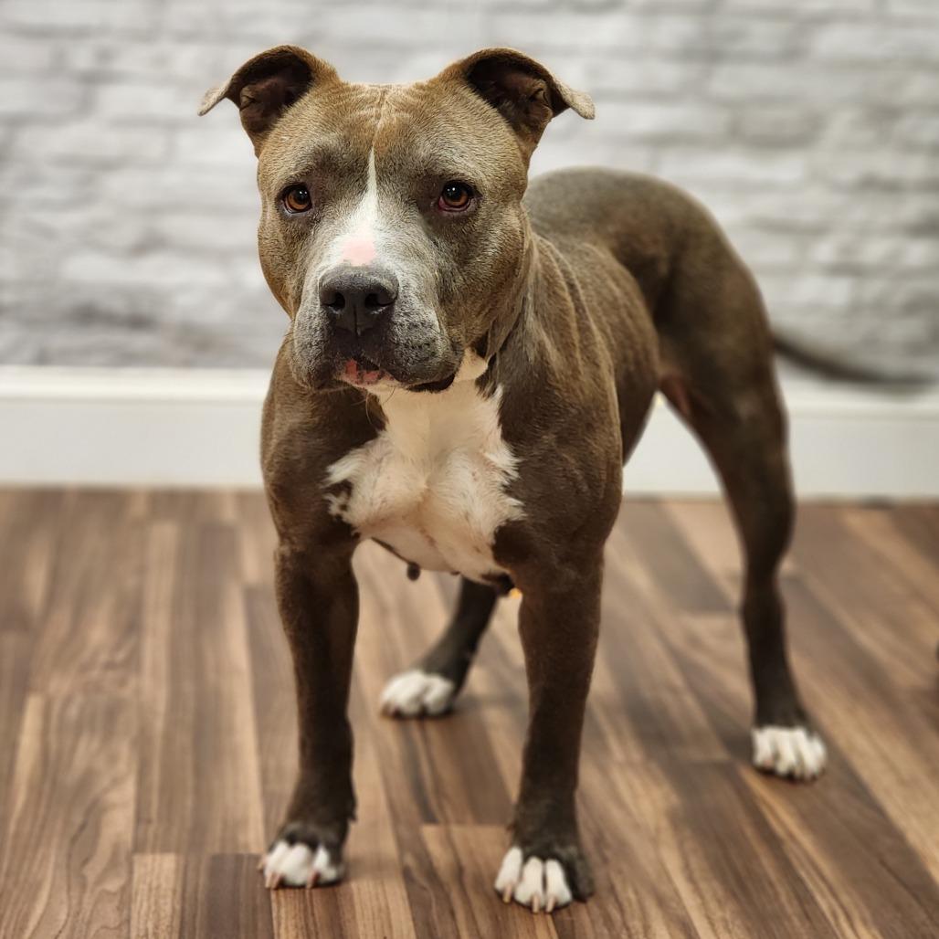 Enlarge Bri, a Adoptable Terrier in Montgomery, AL image 2/5