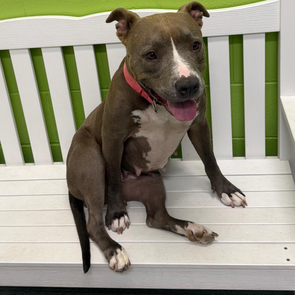 Enlarge Bri, a Adoptable Terrier in Montgomery, AL image 3/5