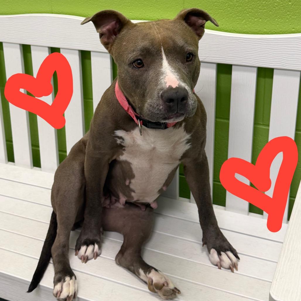 Enlarge Bri, a Adoptable Terrier in Montgomery, AL image 4/5