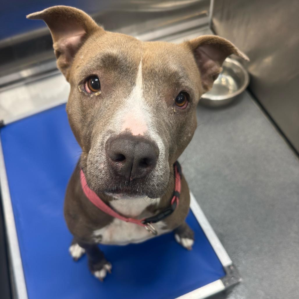 Enlarge Bri, a Adoptable Terrier in Montgomery, AL image 5/5