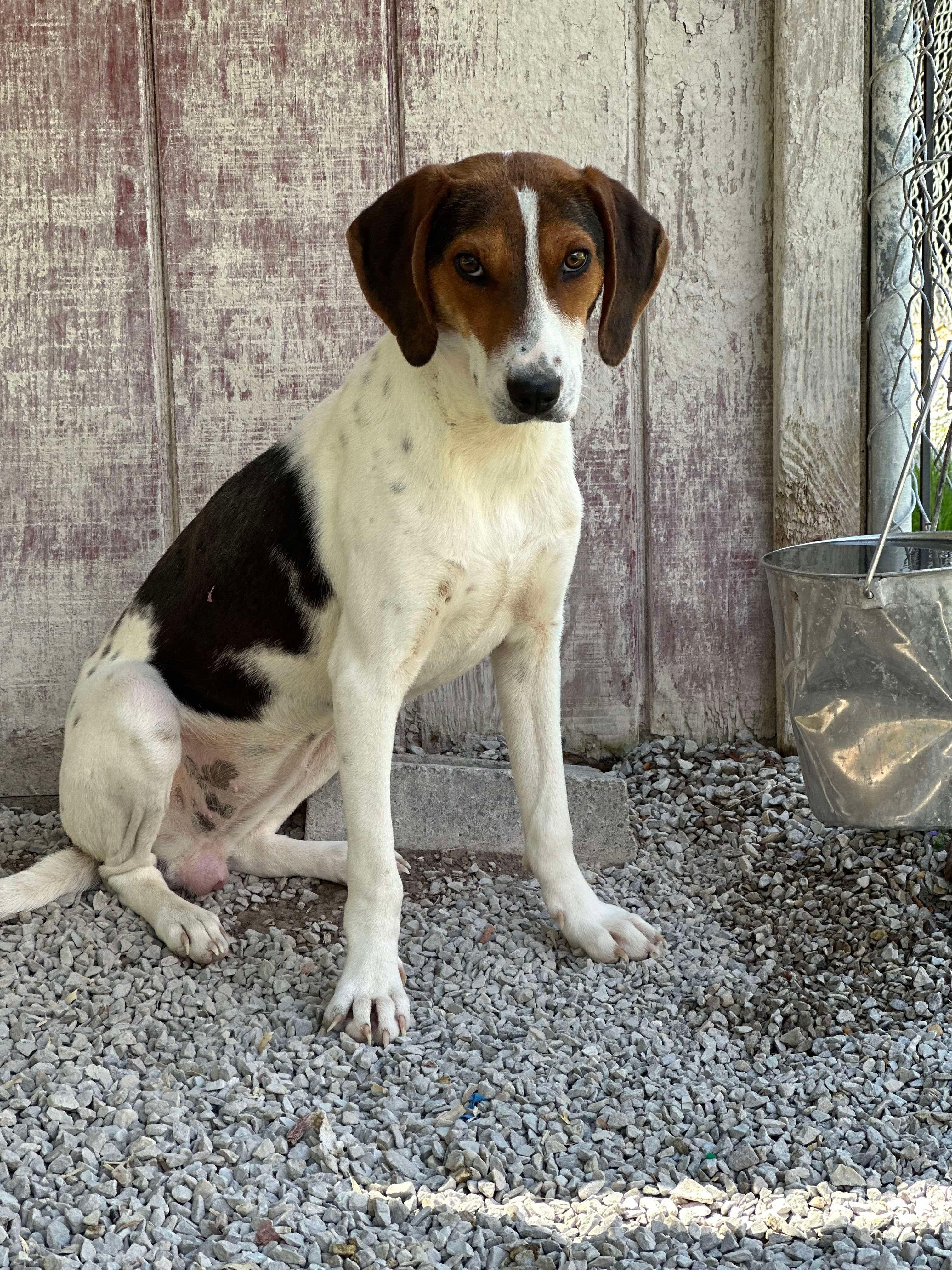Dove, Adoptable, Young Female Treeing Walker Coonhound.