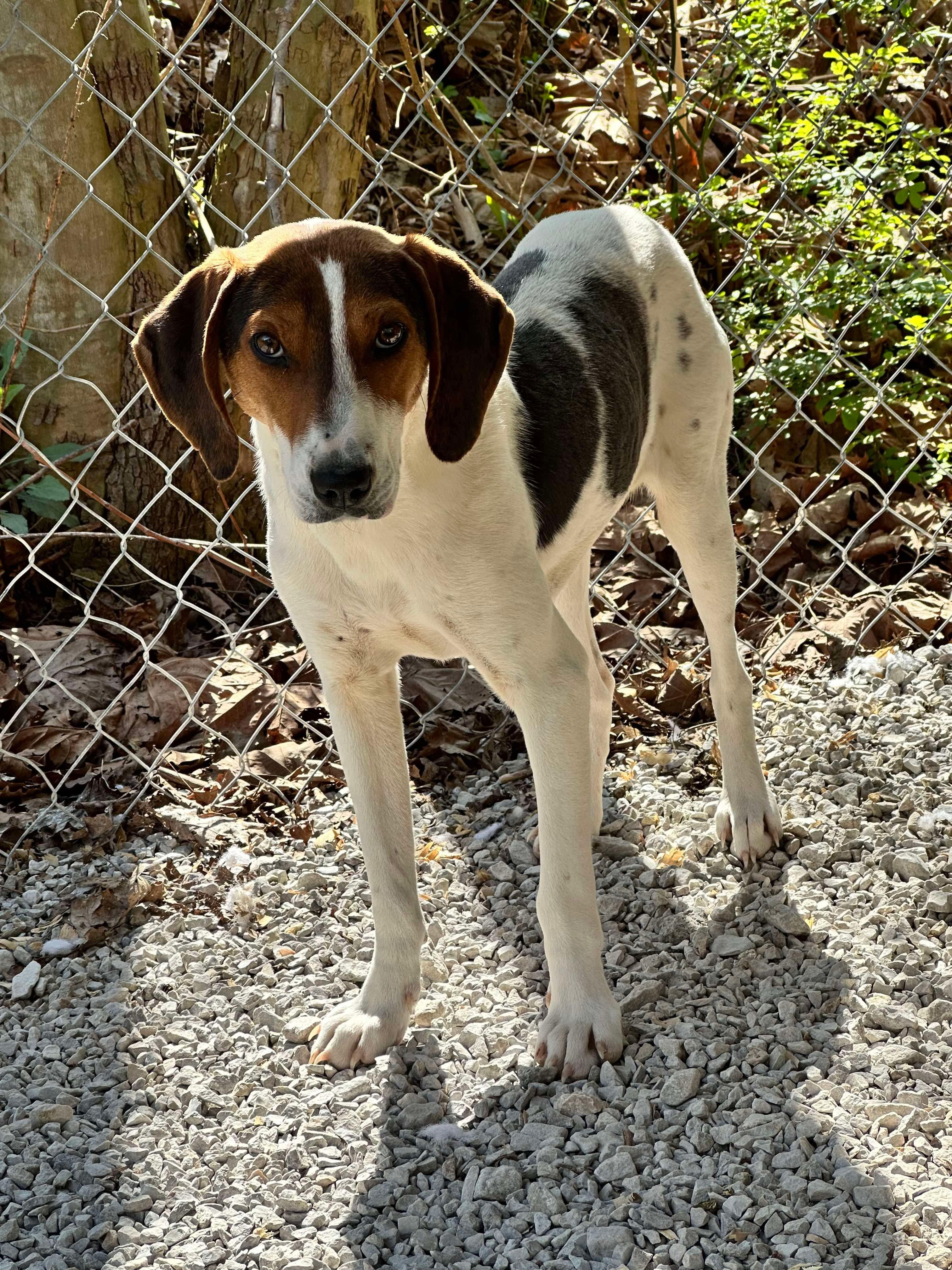 Dove, a Adoptable Treeing Walker Coonhound in Ona, WV image 2/2