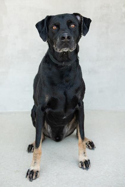 Maverick, Adoptable, Senior Male Mixed Breed & Mixed Breed.