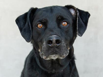 Maverick, a Adoptable mixed breed in Longmont, CO image 3/3