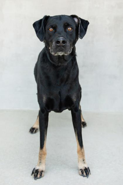 Enlarge Maverick, a Adoptable mixed breed in Longmont, CO image 3/3
