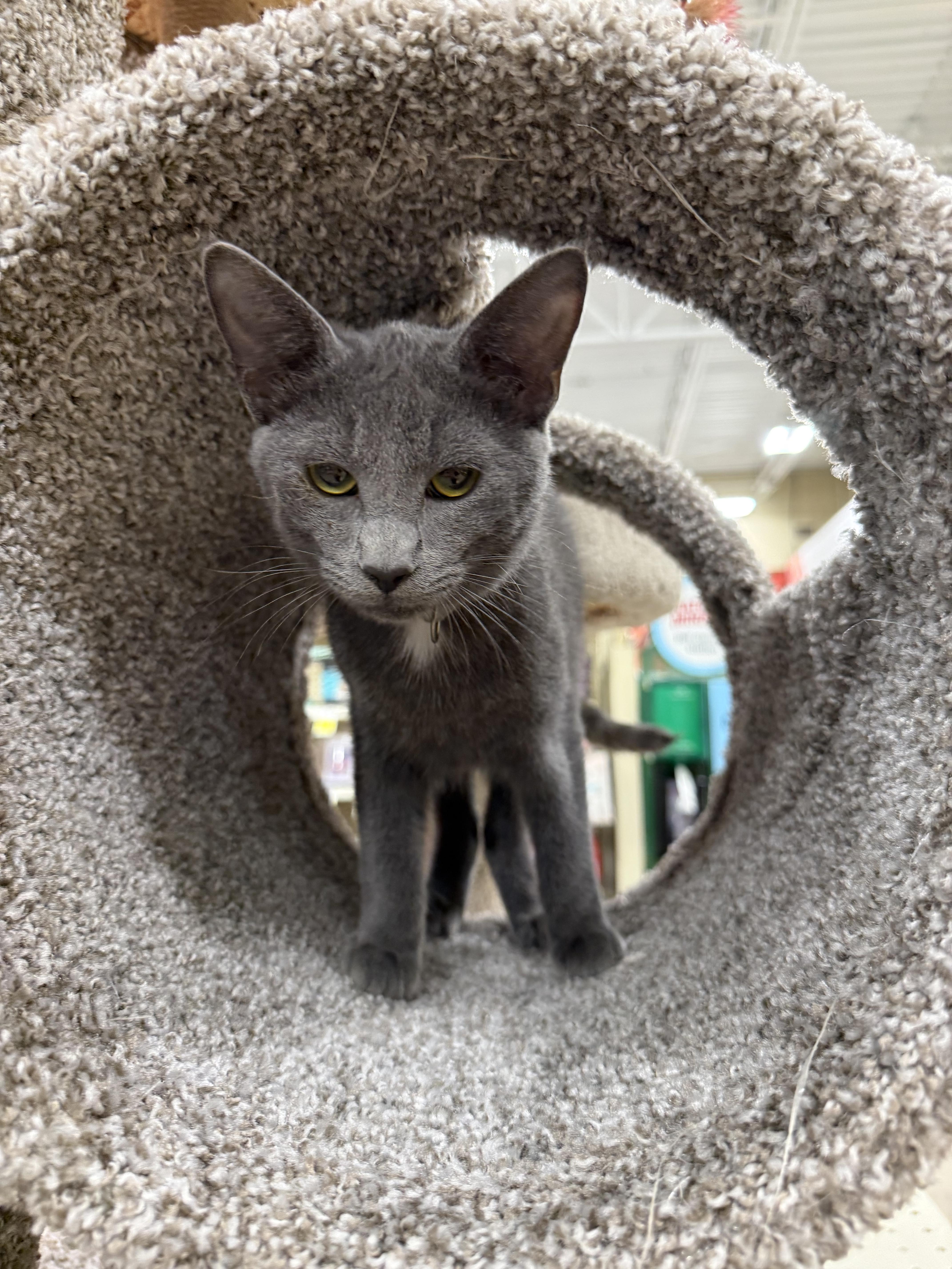 Gravy , adopted, Young Male Russian Blue & Domestic Short Hair.