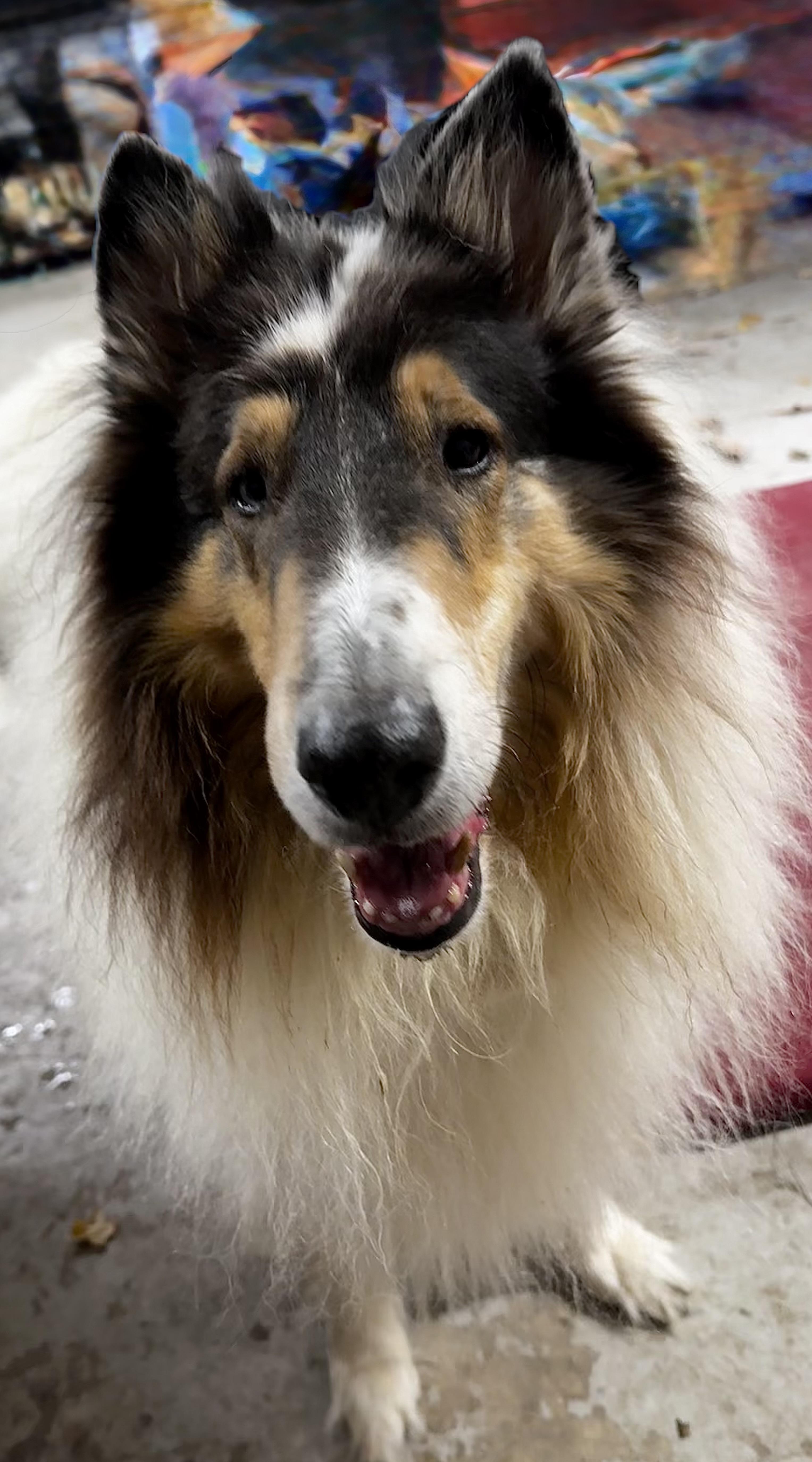 Shane, Adoptable, Adult Male Rough Collie.