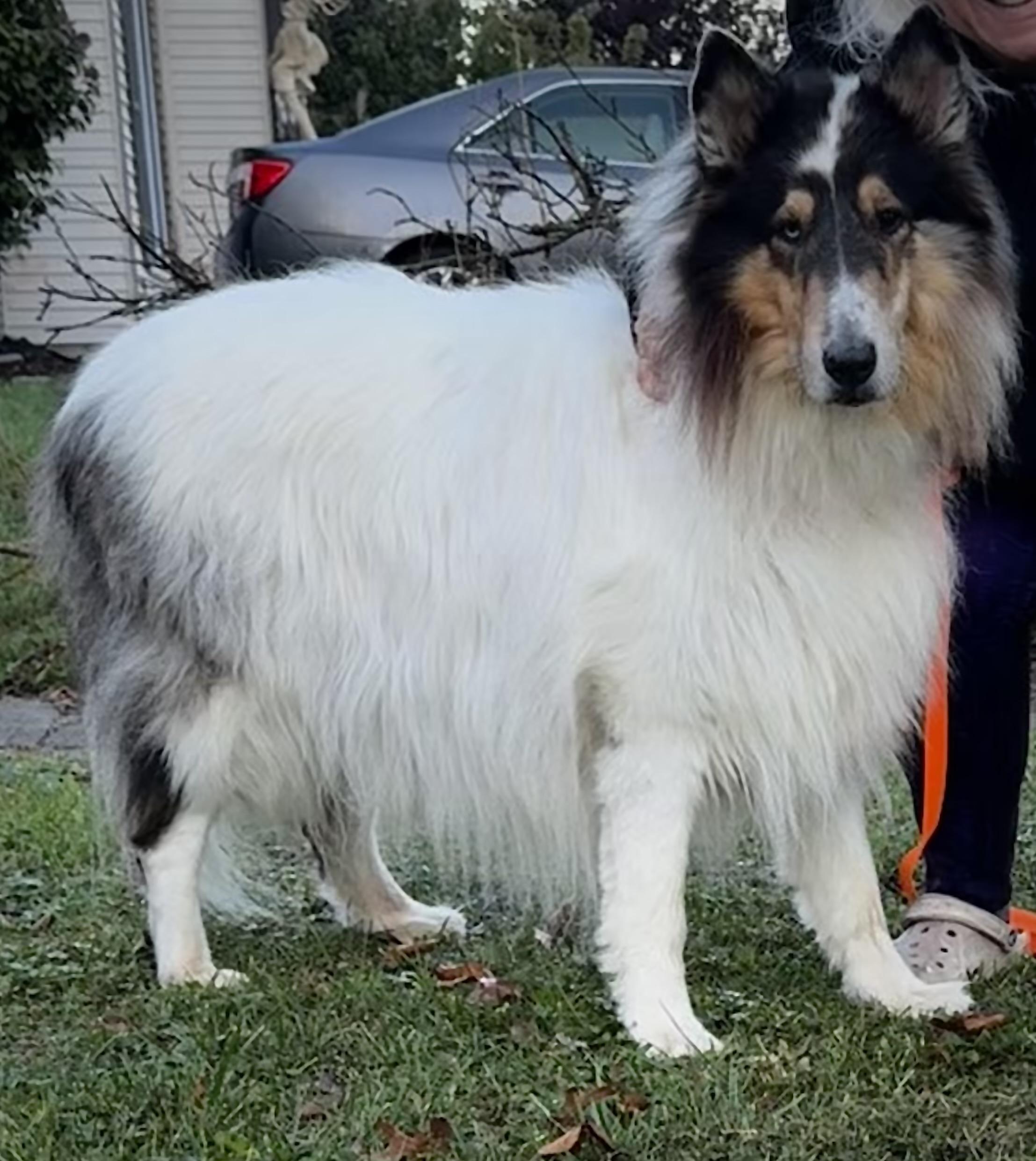 Enlarge Shane, a Adoptable Rough Collie in Elyria, OH image 2/4
